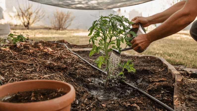 Como ahorrar agua al regar las plantas 5